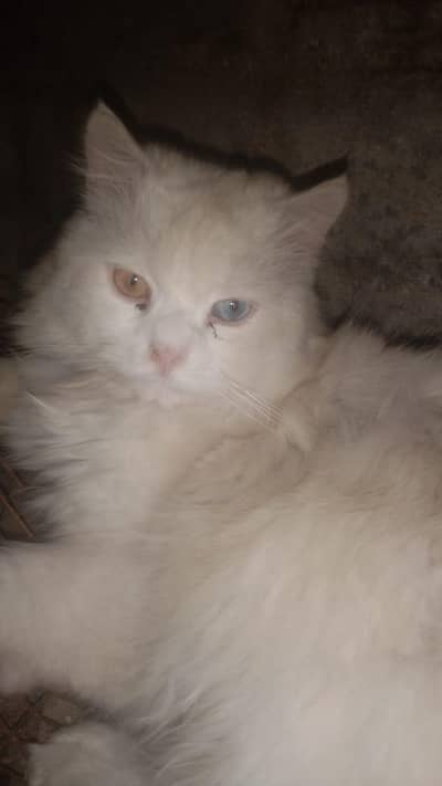 Persian cat male double eyes