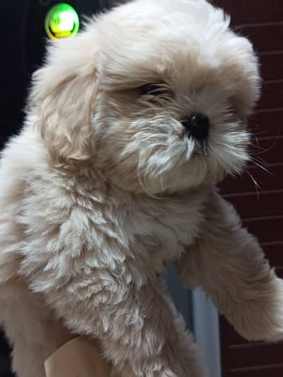 Shitzu pupies Pair. Male and Female