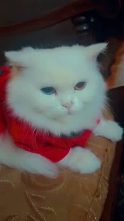 Persian Cat For Sale