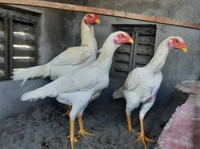 White Aseel Shamoo Cross Heera Trio Set