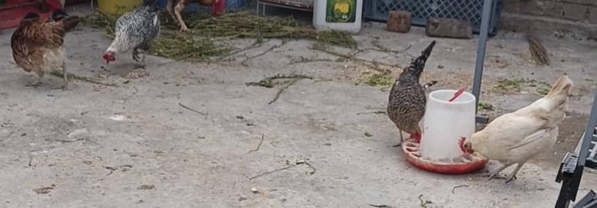 4 golden misri hens for sale