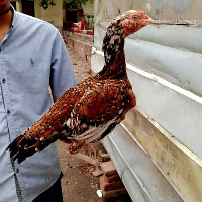 cheni aseel top quality murgi for sale