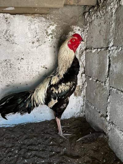 pure Aseel Java Pair With Chiks high Quality