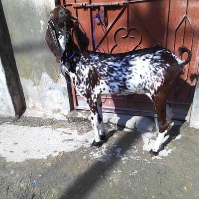 punjab nasal ki bakri or ek path