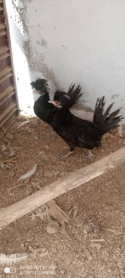 Bantam and polish chicks