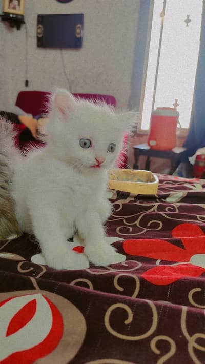 Persian kittens