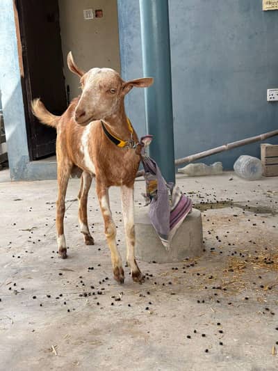 2 Male 7 Months with 2yr old Mother Teddy Burrberry