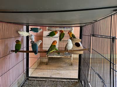 Lovebirds setup for sale with cages