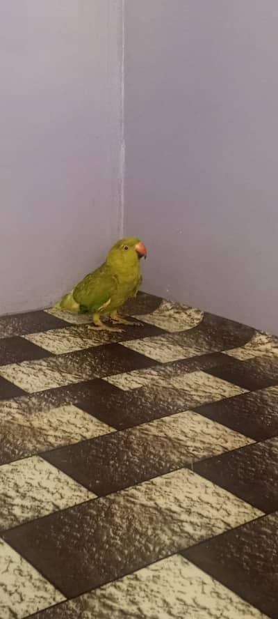 green parrot ha bacha ha 6 manth ka hat pa nae a rha cat na jb sa haml