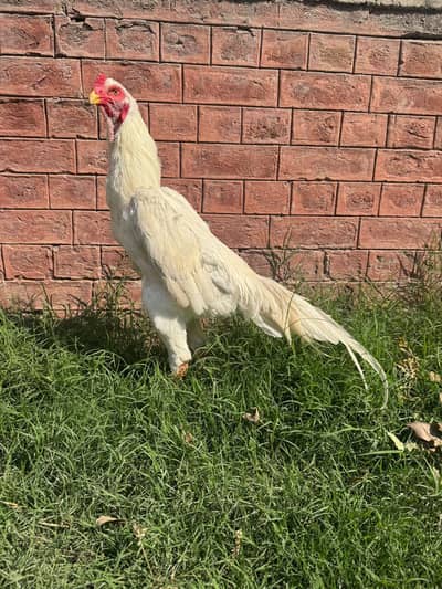 White Shamo Chicks & Murga