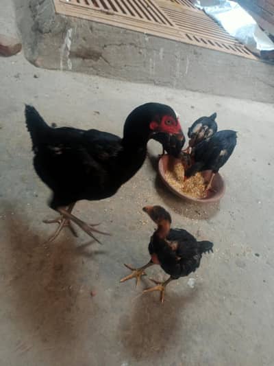 lasani pure chicks Available