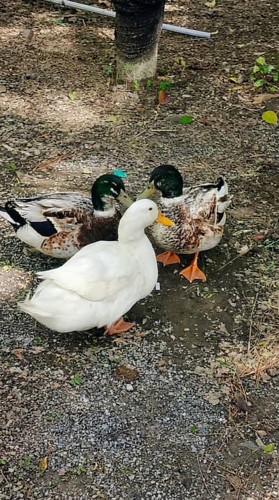 Healthy Breeding Ducks for Sale