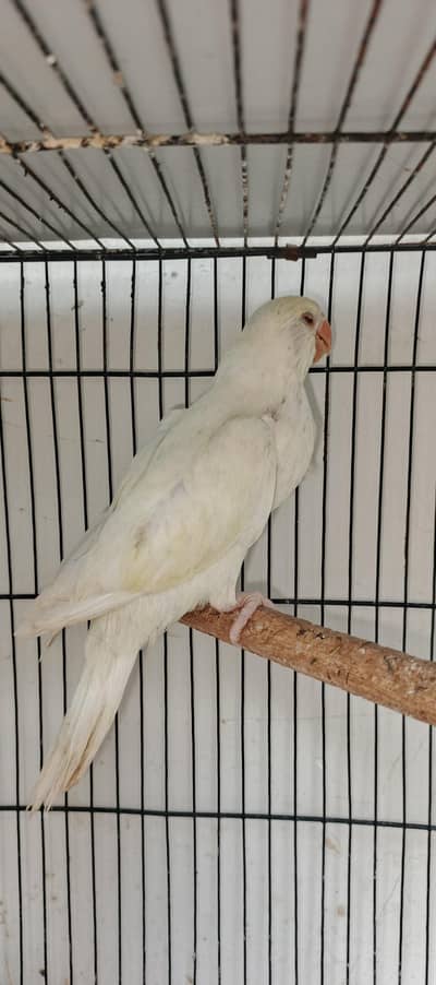 creamino ringneck self chicks pair