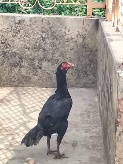 pairs ha 1 male 2 female or 6 Chicks ha agred sale Karna