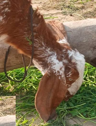 qurbani ya haqeqa k Liye available