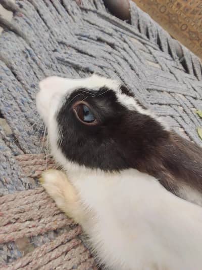 selling beautiful and active rabbits