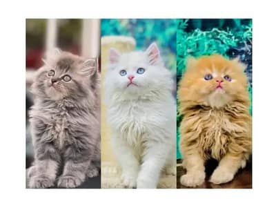 cash on delivery parshion kitten cat male and female British