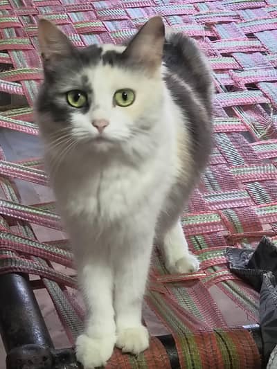 cat with three kittens