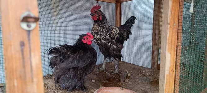 Top Quality Pure Zero size bantam pair