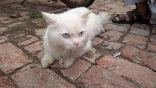 Prcian cat male healthy