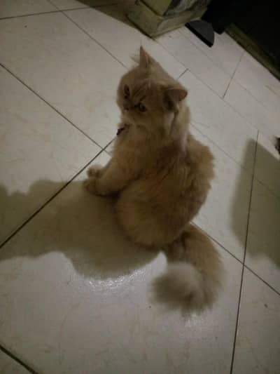 Persian cat