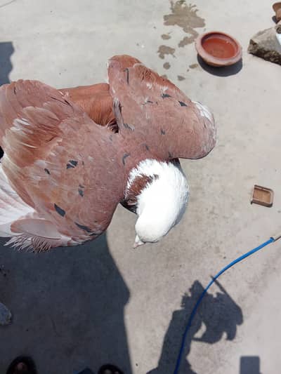 Karbalai pegion young male