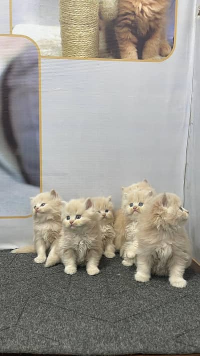 cash on delivery parshion kitten cat male and female British