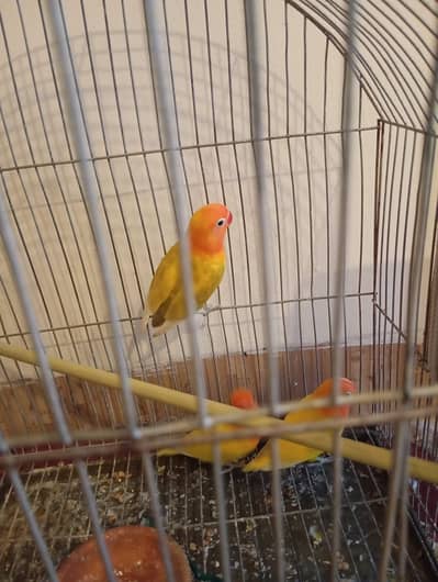 home breed fisher lovebirds