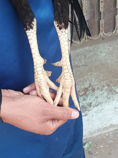 bhote acha patha or murga ha  old blood line ha