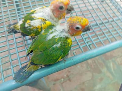 Sun Conure and Rosella (WhatsApp 03322825899)