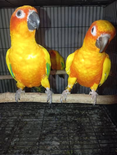 Sun Conure  (WhatsApp 03322825899)