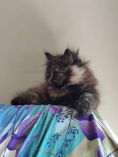 Beautiful kitten for sale