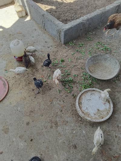 mianwali Hira 2 lasani 1 jageri chicks full active vaccined