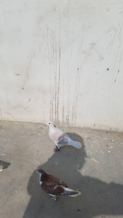 gulabi kabutar Male ganday dar hai