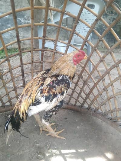 aseel Shamo in pakistan