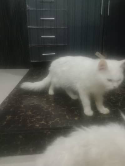 precision cat for sale