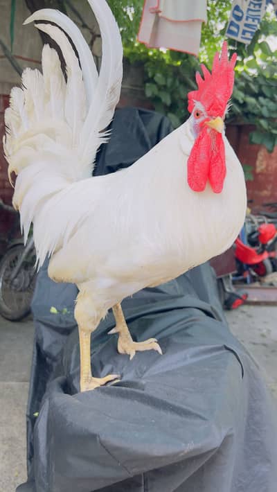 Farmi Murgha for sale