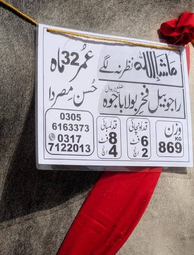 good place to buy  animal for sacrifice