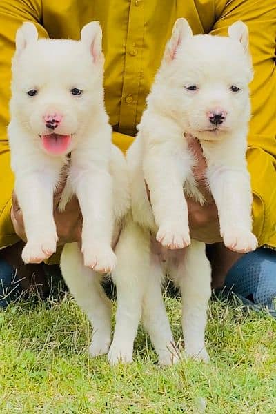 Russian puppy pair for sale active and healthy