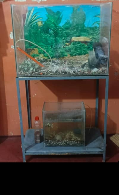 1 pear hy healthy hy deny ka resin shifting