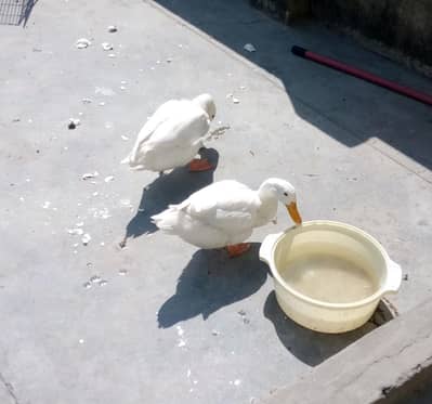 white ducks pair