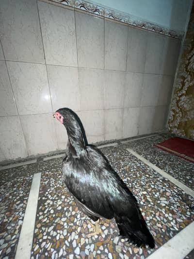 Two black muskiyan for sale