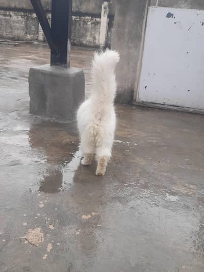 Persian Cat Double cot