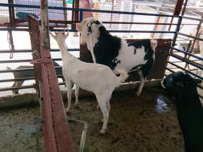Breeder Teddy  Bakra male with two female