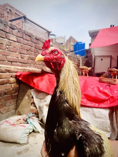 Aseel long hight mazboot gand joor double hadi sunk eyes