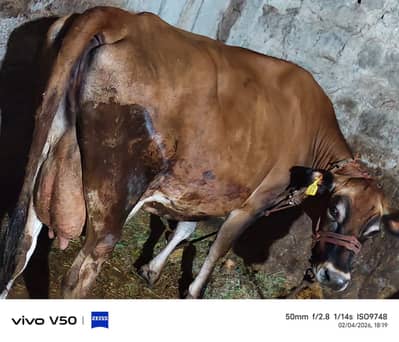 Jarsey pure | American | with bachri 4 months  | milking cow/گائے*