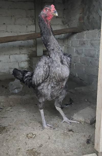 sewing Nick split blue Shamo female