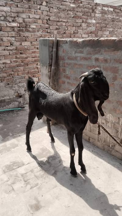 janwar for sell jis Bhi ko rate acha lagy whi rabta kary