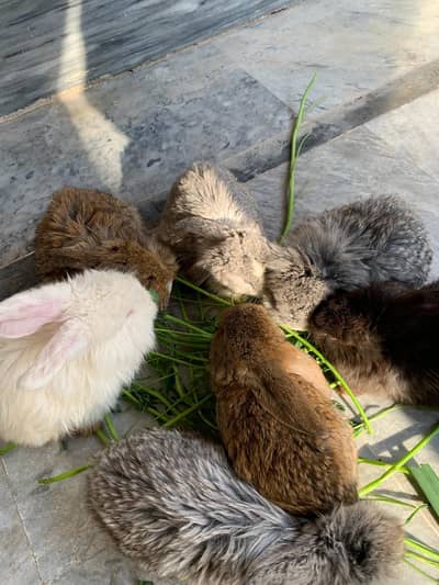 holland lop rabbit bunnies