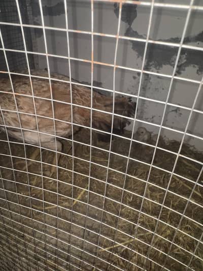 Female and seven chicks